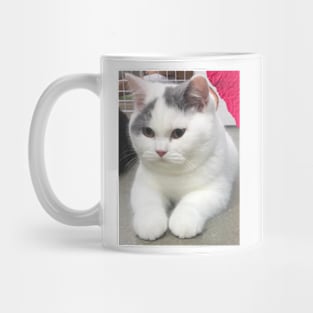 the chubby white cats Mug